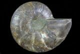 Cut Ammonite Fossil (Half) - Agatized #64949-1